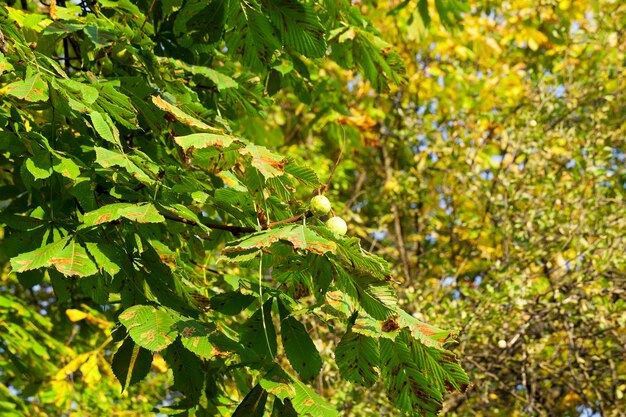 Jesień w parku - jesienią sfotografowane drzewa i liście, lokalizacja - park,