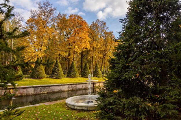 Jesień W Parku Pałacowym W Peterhofie Sankt Petersburg Rosja