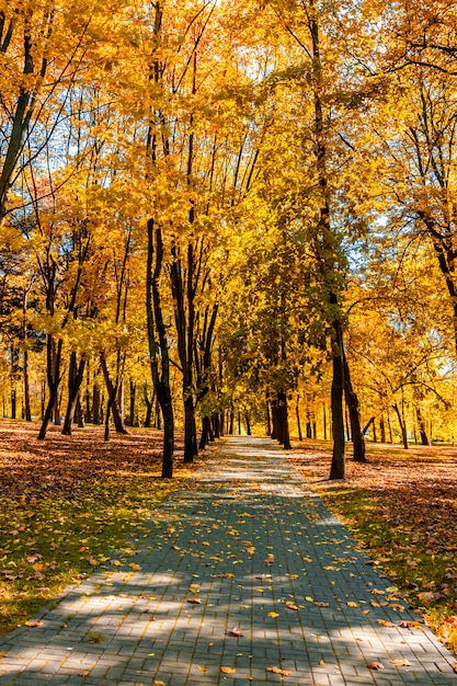 Jesień w parku