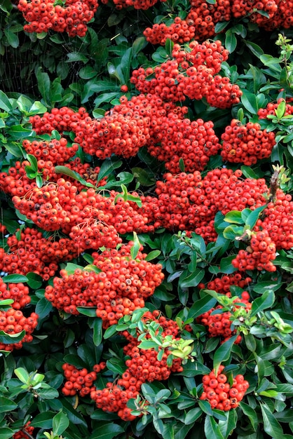 Jesień-zima Dekoracyjny Krzak. Czerwone Dojrzałe Owoce Pyracantha Coccinea.