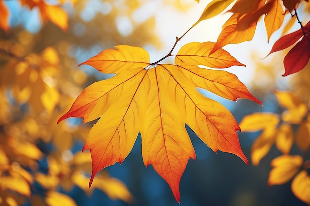 Jesień żółte liście zbliżenie Jasna pomarańczowa zmiana bokeh na tle Złoty kolor w parku Jasny słoneczny ciepły październikowy dzień Czerwone liście w ogrodzie Słońce na niebieskim niebie