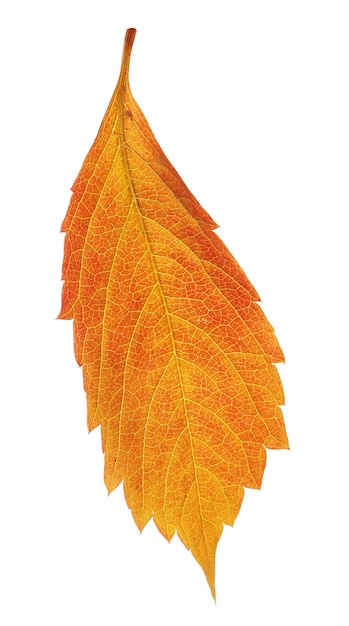 Jesień żółty liść odizolowywający na bielu