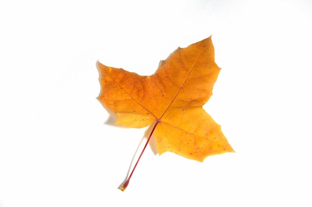Jesień żółty pomarańczowy klin liść z bliska na białym tle.