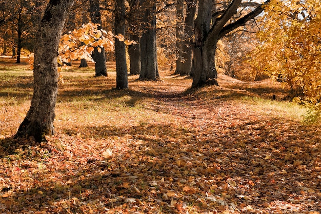 Jesieni drzewa plenerowi w lesie. Natura.