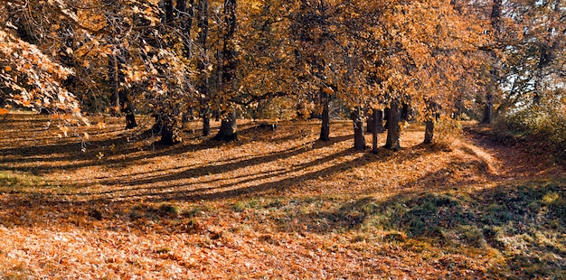 Jesieni drzewa plenerowi w lesie. Natura.