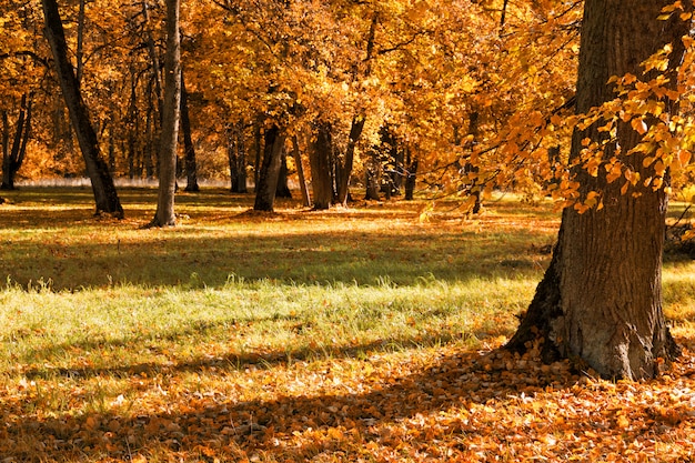 Jesieni Drzewa Plenerowi W Lesie. Natura.