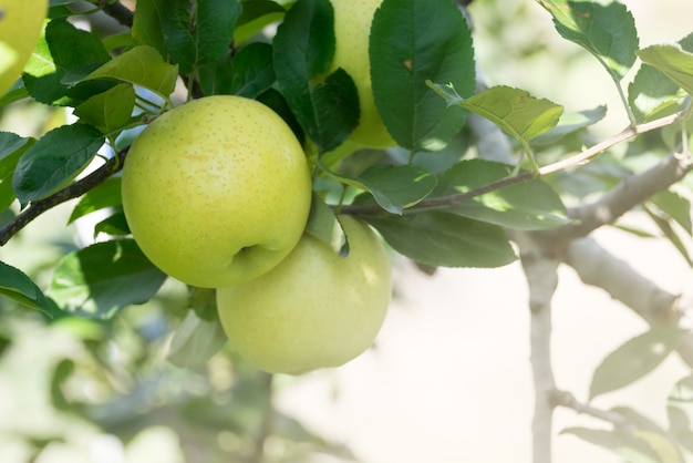 Jesieni organicznie świeża zielona jabłoń w gospodarstwo rolne ogródu sadzie