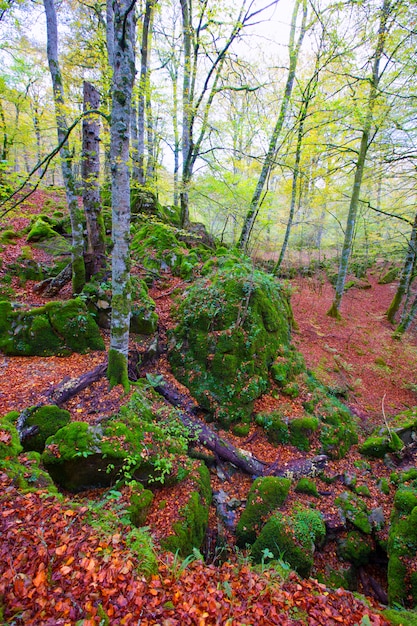 Jesieni Selva De Irati bukowa dżungla w Navarra Pyrenees Hiszpania