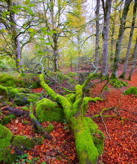 Jesieni Selva De Irati bukowa dżungla w Navarra Pyrenees Hiszpania