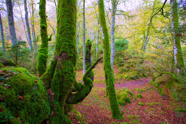Jesieni Selva De Irati bukowa dżungla w Navarra Pyrenees Hiszpania