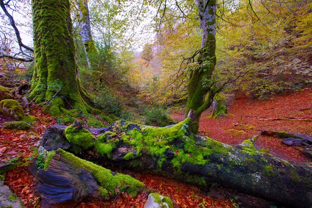 Jesieni Selva De Irati Bukowa Dżungla W Navarra Pyrenees Hiszpania