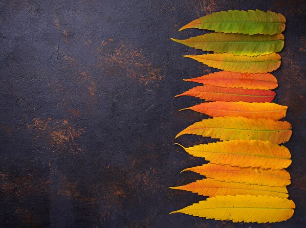Zdjęcie jesieni tło z kolorowymi liśćmi