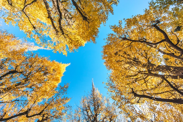 Jesieni żółty Ginkgo W Tokio