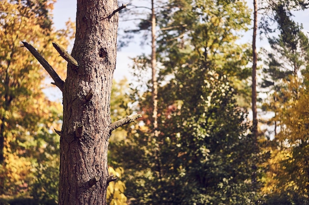 Jesienią Drzewo Szczegóły