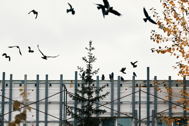 Zdjęcie jesienią na dachu budynku siedzi stado wron wrony przelatują nad domem