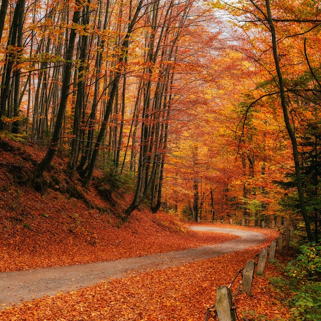 Jesienna aleja. Świat piękności Karpaty Ukraina Europa