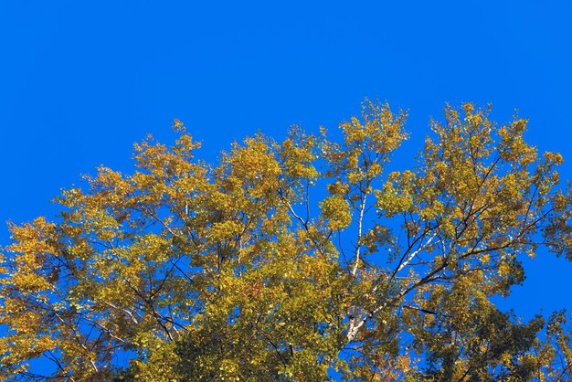 Jesienna brzoza w porannym słońcu na tle błękitnego nieba
