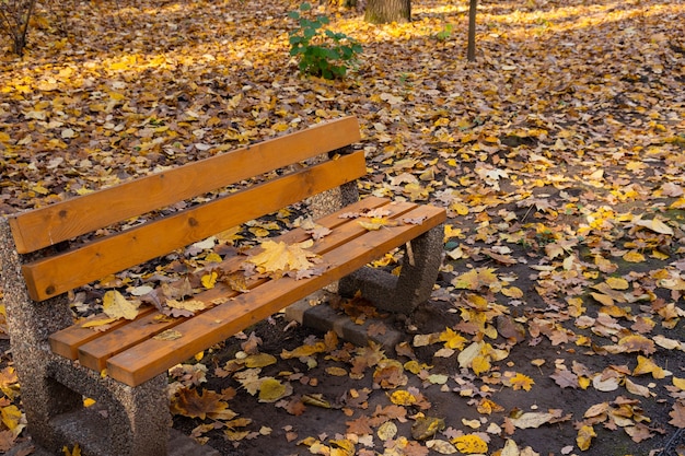 Jesienna idylla, samotna ławka w parku czeka na odwiedzających.