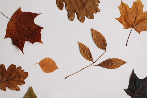 Jesienna jesień tekstura z liśćmi na białym tle widok z góry