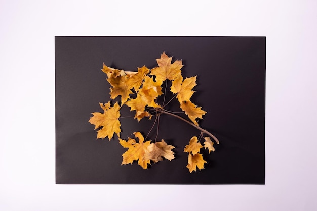 Jesienna kompozycja kolorowych jesiennych liści na czarnej kwadratowej ramie na białym tle