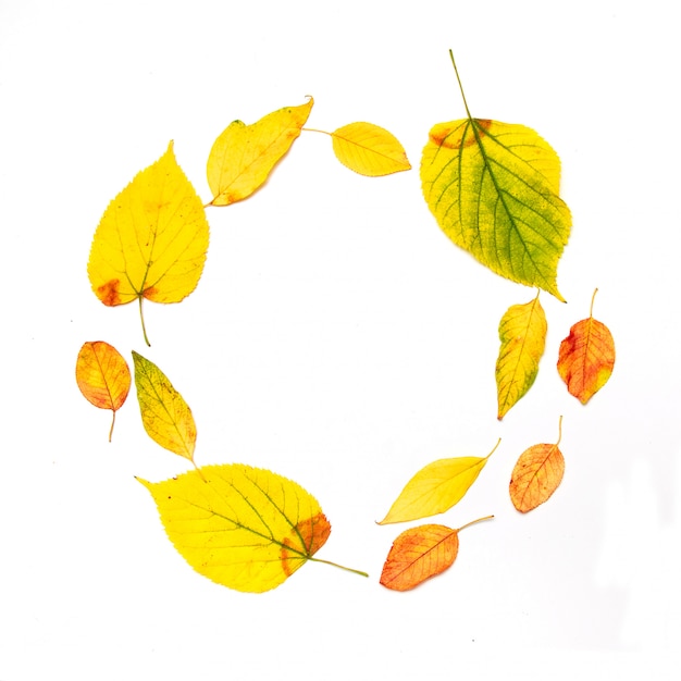 Zdjęcie jesienna kompozycja. rama wykonana z liści klonu jesienią na białym tle