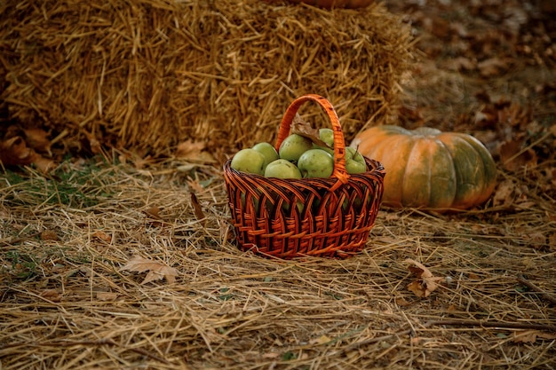Jesienna kompozycja różnych dyń na słomie w ogrodzie Dynia i kosz z zielonymi świeżymi jabłkami jasna jesienna martwa natura jesienny targ dynia żniwa wegańska żywność ekologiczna