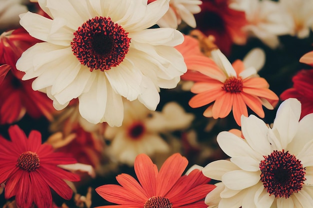 Jesienna kompozycja wykonana z pięknych kwiatów na jasnym tle. Dekoracja florystyczna. Naturalny kwiatowy