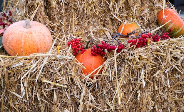 Jesienna kompozycja z różnymi dyniami, słomą i jarzębiną. Święto Dziękczynienia i Halloween. Tradycyjna dekoracja sezonowa.