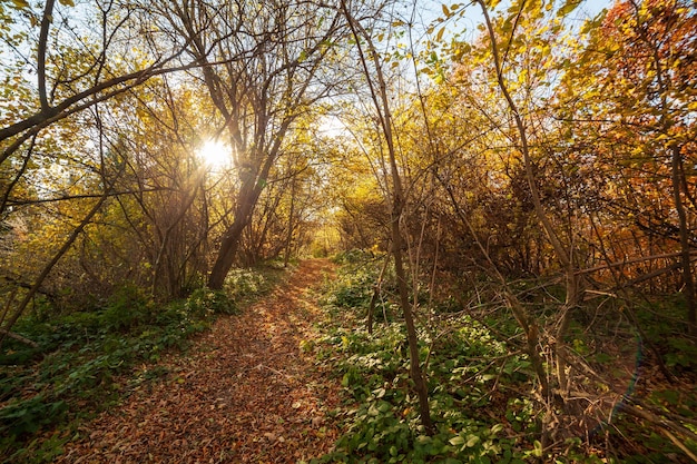 Jesienna leśna ścieżka w pięknych kolorach Karpaty pasmo górskie Ukraina