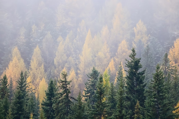 jesienna mgła krajobraz las góry, drzewa widok mgła