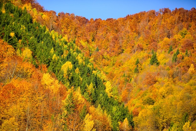 Jesienna natura lasu. Kolorowe liście w lesie.