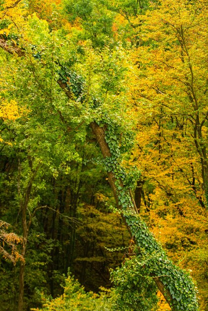 Jesienna Natura Lasu. Piękny Jesienny Krajobraz Z żółtymi Liśćmi. Kolorowe Liście W Lesie, Naturalne Tło.