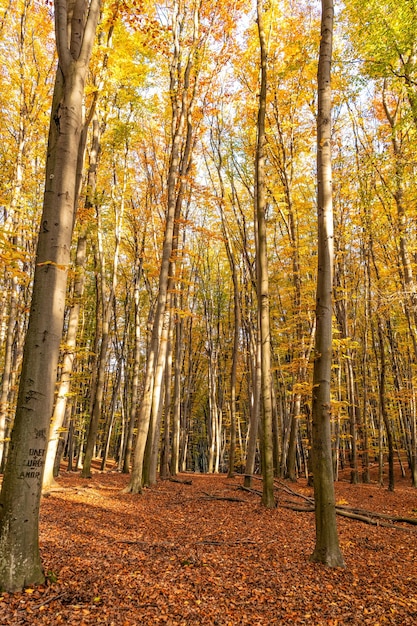 Jesienna natura lasu z żółtymi liśćmi i drzewami w październiku