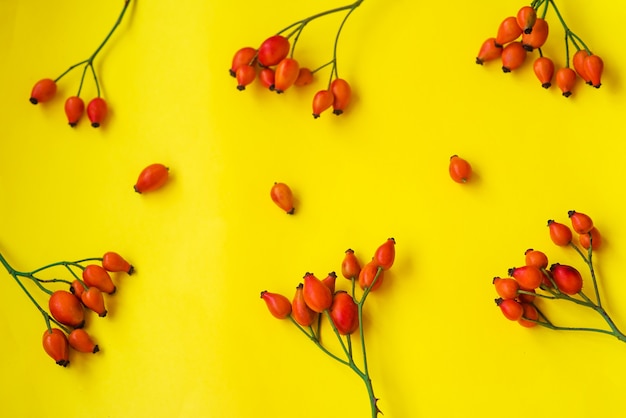 Jesienna pocztówka z owocami dzikiej róży na żółtym tle. Układ płaski, układ
