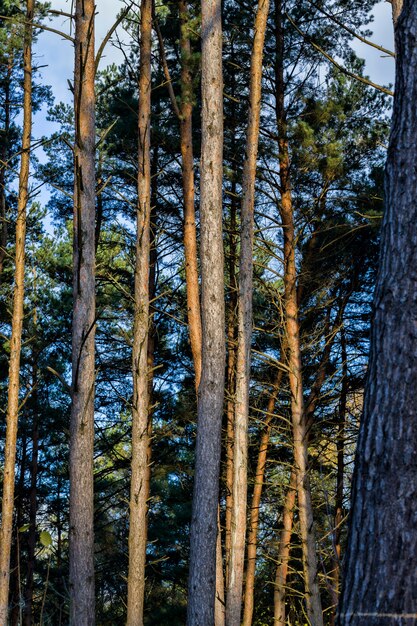 Zdjęcie jesienna przyroda z naturalnymi zmianami, prawdziwa natura