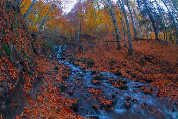 Jesienna scena Siedem jezior Bolu Turcja