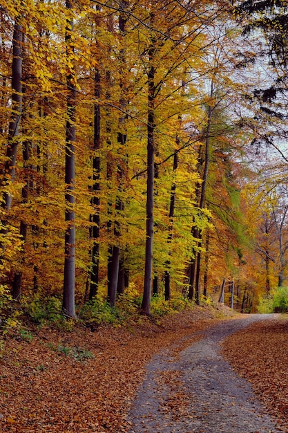 Jesienna sceneria lasu z drogą jesiennych liści ciepłe światło oświetlające ścieżkę ze złotymi liśćmi w sc