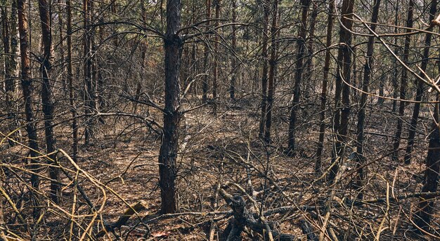 Jesienna Sceneria. Zdjęcie Zalesionego Obszaru Pełnego Starych Drzew I Powalonych Połamanych Konarów