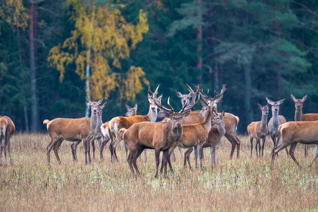 Jesienna sielanka Duże stado jeleni nieufnie spogląda w dal