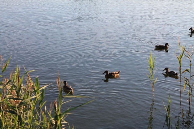 Jesienna sielanka nad wiejskim jeziorem W wodzie powoli pływają kaczki