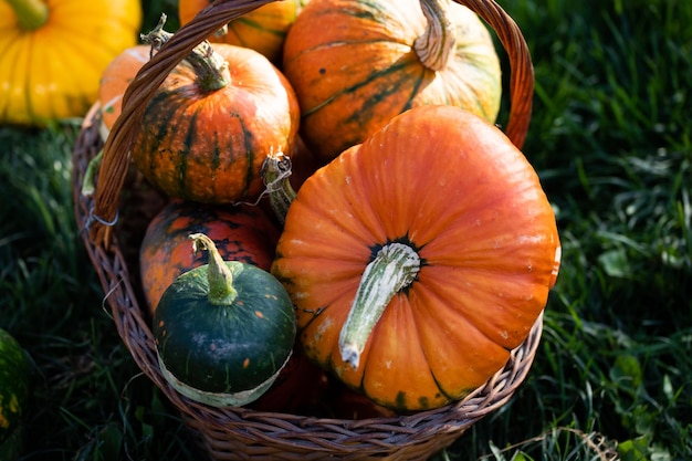 Jesienne dekoracyjne dynie Święto Dziękczynienia lub koncepcja zbiorów świątecznych Halloween