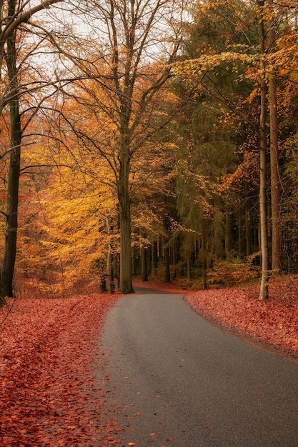 Jesienne drzewa Jesienne naturalne tło