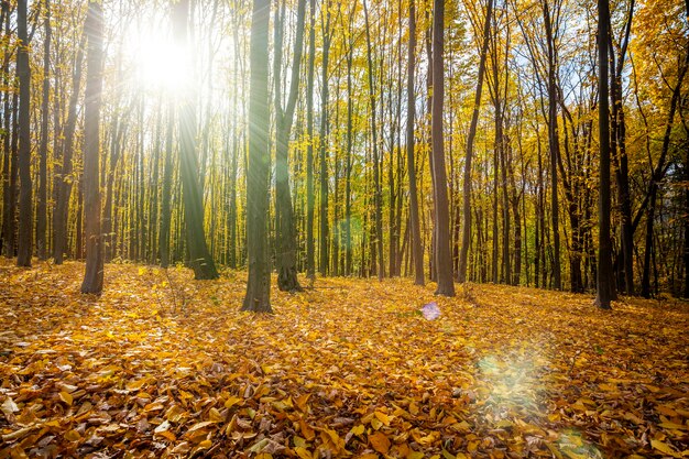 Jesienne drzewa leśne. natura zielone drewno światło słoneczne tła