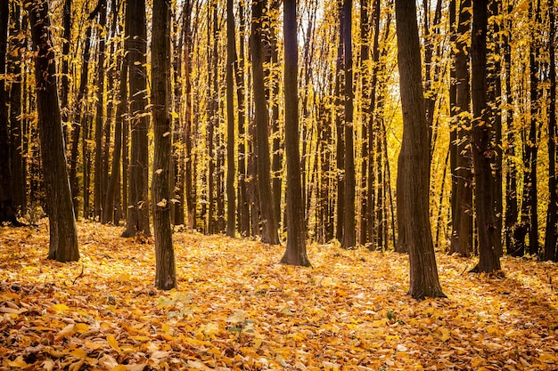 Zdjęcie jesienne drzewa leśne. natura zielone światło słoneczne drewna tła.