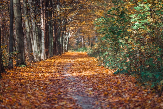 Jesienne drzewa leśne. zielone światło słoneczne drewno natura