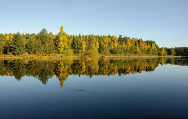 Jesienne drzewa odbijają się w wodzie leśnego jeziora w słoneczny poranek Region Moskwy Rosja