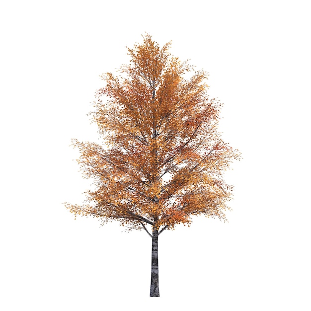 jesienne drzewo na białym tle, ilustracja 3D, renderowanie cg
