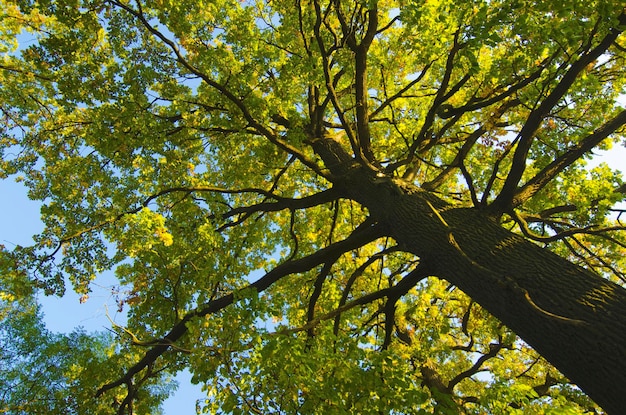 Jesienne duże drzewo z zielonymi i żółtymi liśćmi, naturalne tło