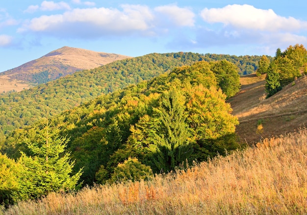 Jesienne górskie wzgórze z kolorowym drzewem (Karpaty, Ukraina)