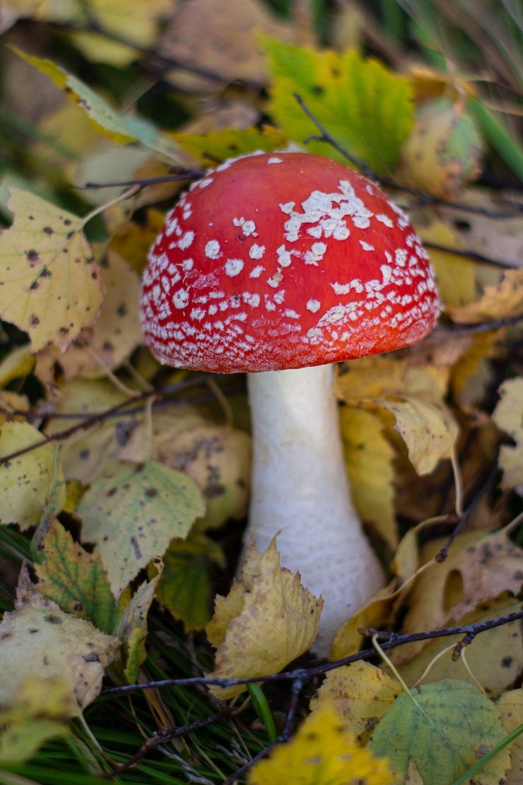 Zdjęcie jesienne grzyby muchomor w lesie jesienią. zbliżenie muchomor grzyby. amanita muscaria.